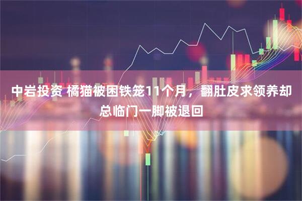 中岩投资 橘猫被困铁笼11个月，翻肚皮求领养却总临门一脚被退回